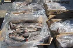 برخورد با ماهی فروشان فاقد مجوز حمل قرنطینه ای  در زاوه